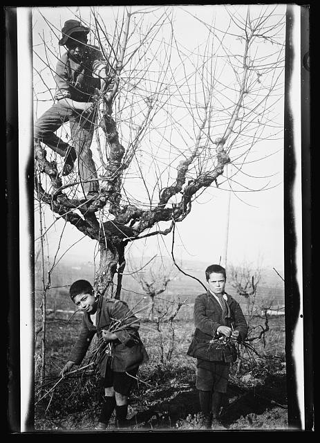 Photo:Umbria Italy 1920 Italian Orphans Pruning Grapevines Vineyard Work