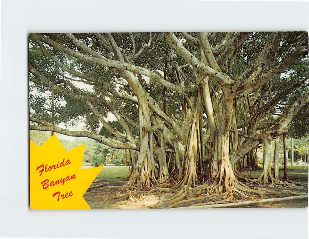 Postcard Banyan Tree Florida USA