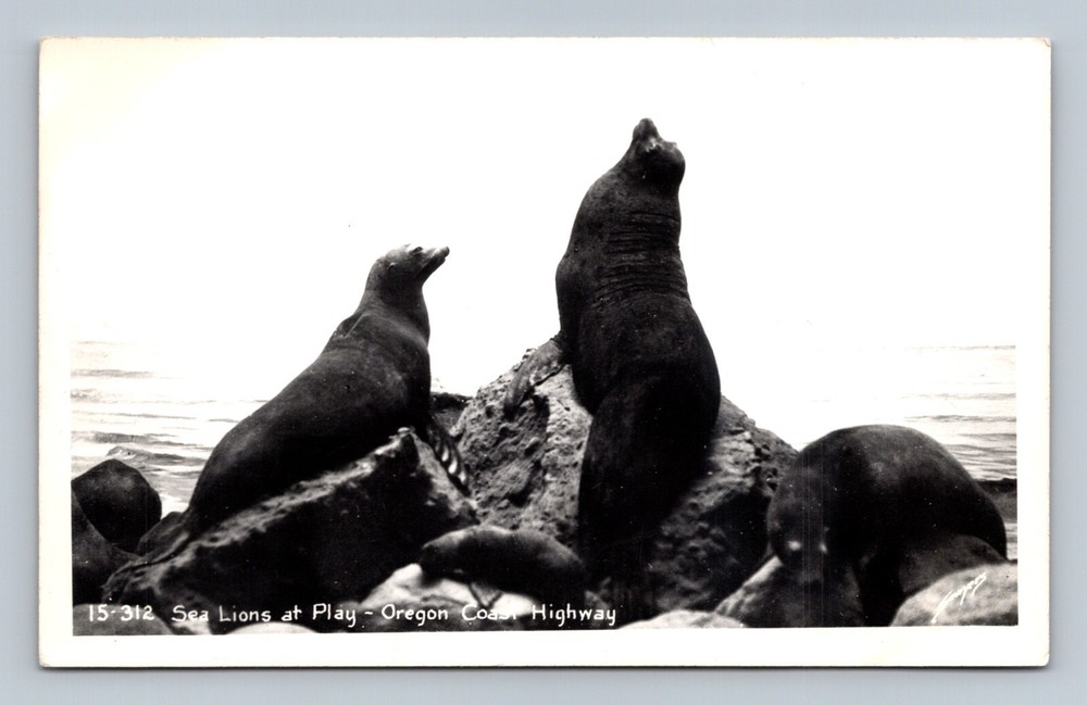 Oregon, Oregon Coast Highway, Sea Lions at Play on Rock, RPPC, Sawyer No 15-312