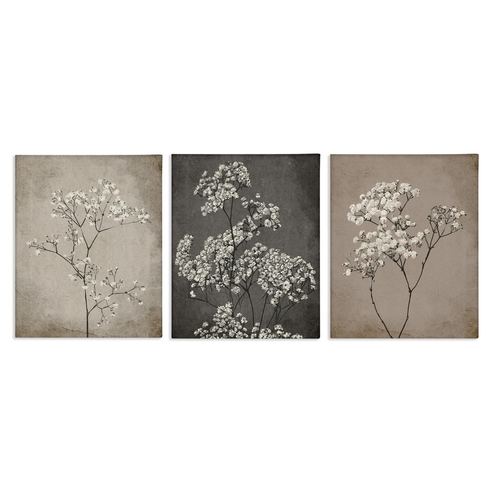 Botanical Baby's Breath Herbs 3 Piece Canvas Wall Art Set Design by Ros Ruseva