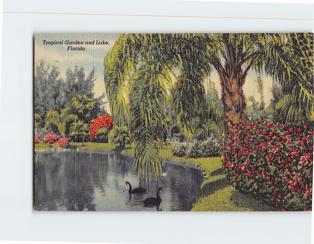 Postcard Tropical Garden & Lake Sarasota Jungle Gardens Florida USA