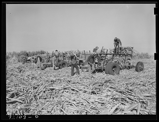 Photo:1930s Corn Harvest Workers Loading Wagon Farm Field Crops