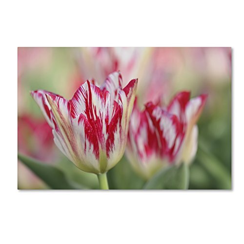 Rembrandt Silver Standard Tulip Art Print by Cora Niele 22x32 Inches ALI1691-C2232GG  