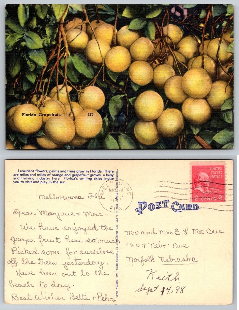 Vintage Florida Grapefruit Grove Linen Postcard Tichnor Bros 1949 Posted