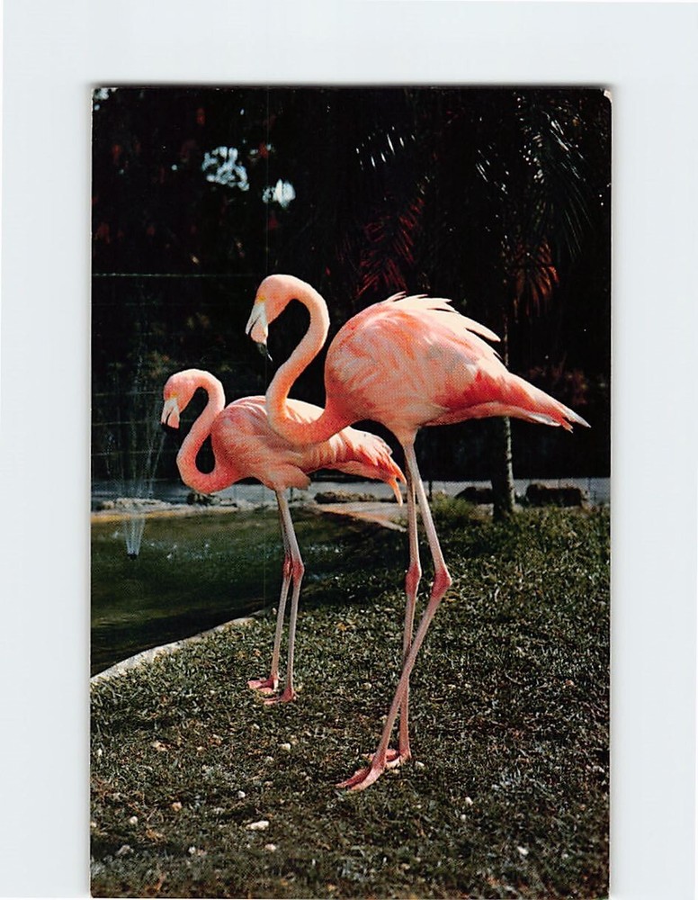 Postcard Flamingos At Parrot Jungle Miami Florida