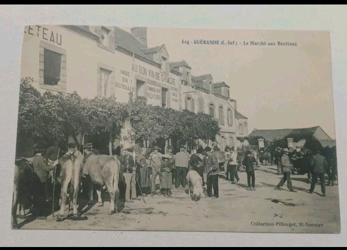 Antique Guerande France Cattle Market Street Scene Postcard
