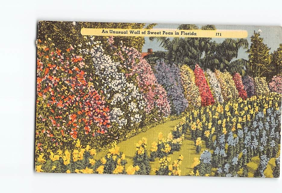 Postcard Unusual Wall of Sweet Peas in Florida USA