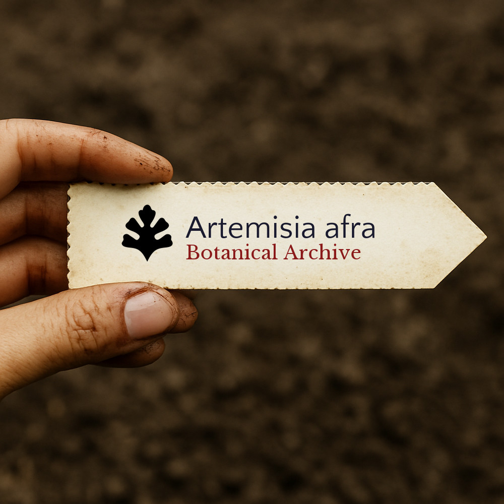 Artemisia afra | 10 SEEDS - African wormwood | Wild wormwood