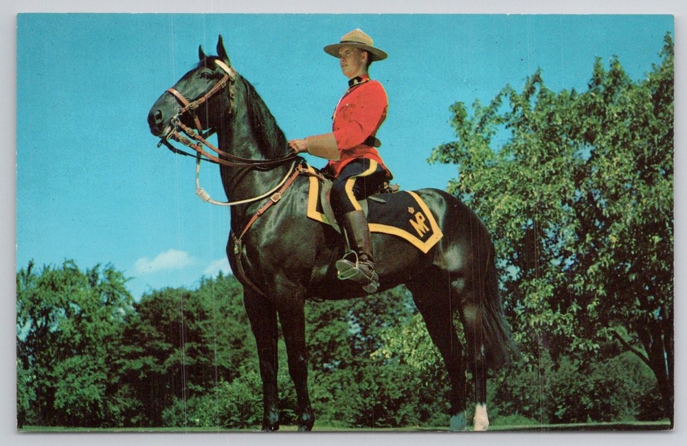 RCMP Royal Canadian Mounted Police Officer & Horse Plastichrome Postcard 1963