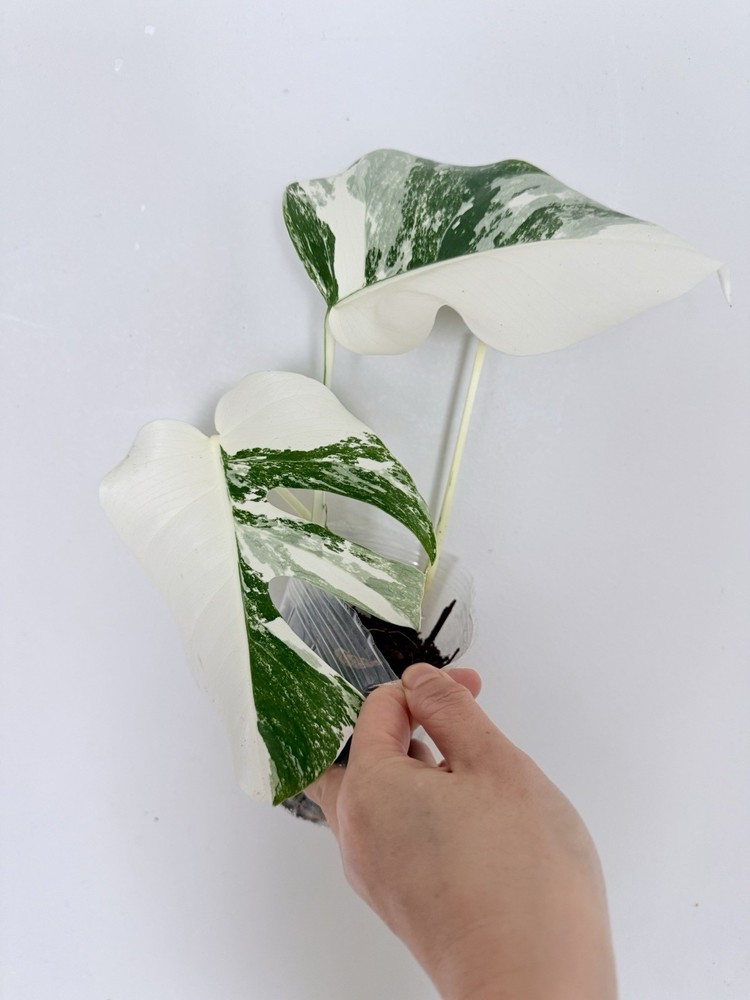 Rooted Variegated Monstera Albo Borsigiana Plant - Earth Day Sale