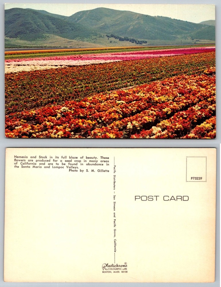 Vintage California Nemesia Stock Flower Fields Postcard Santa Maria Lompoc
