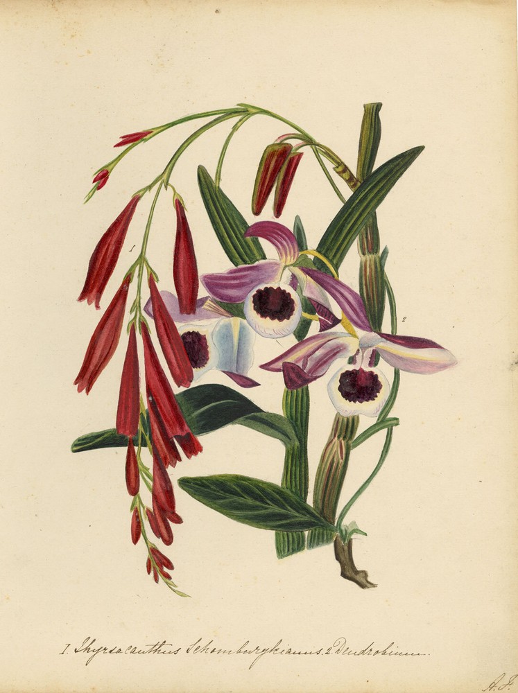 Thyrsacanthus Flower after Augusta Innes Withers –mid-C19th watercolour painting