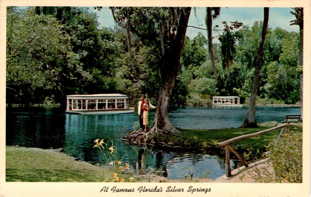 Florida, Silver Springs, Silver River, Glass-Bottom Boats, Picnic Postcard