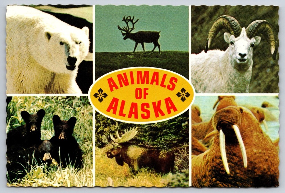 Postcard Animals of Alaska Polar Bear Caribou Dall Sheep Bear Cubs Moose Walrus