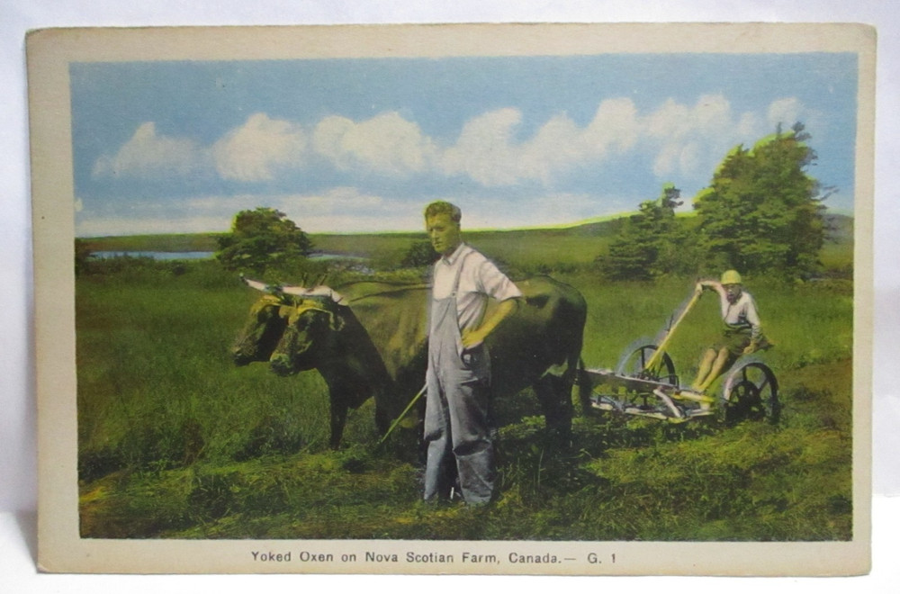 1940s POSTCARD YOKED OXEN ON NOVA SCOTIAN FARM CANADA,NOVA SCOTIA