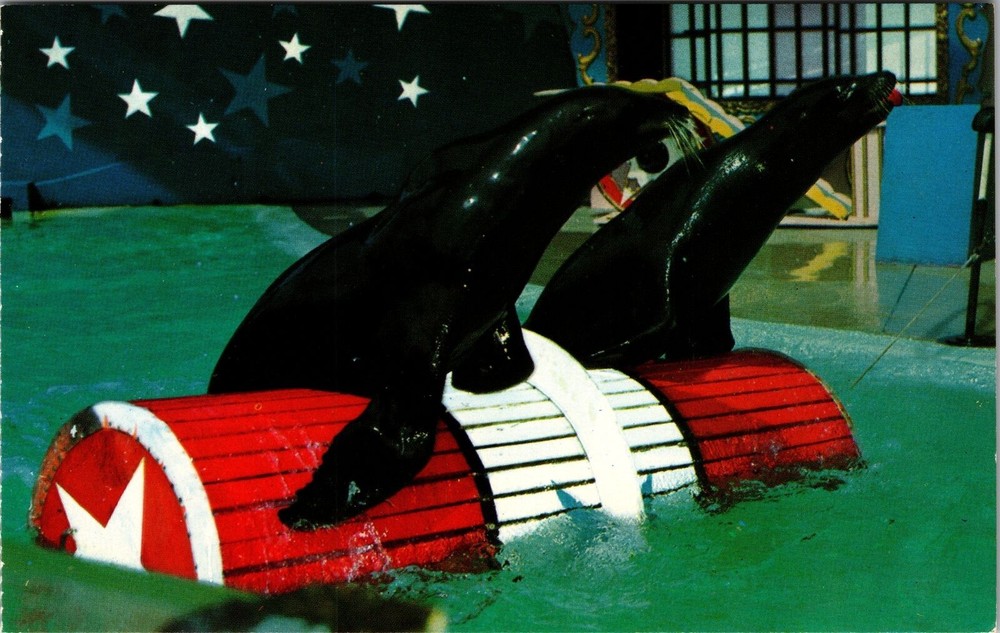 Orlando FL-Florida, Sea World, Seal Penguin Show, Vintage Postcard