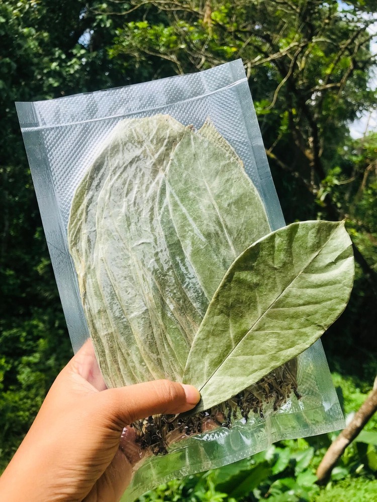 Dried Soursop Graviola Hojas De Guanabana Leaf 100% Organic Leaves Herbal Tea