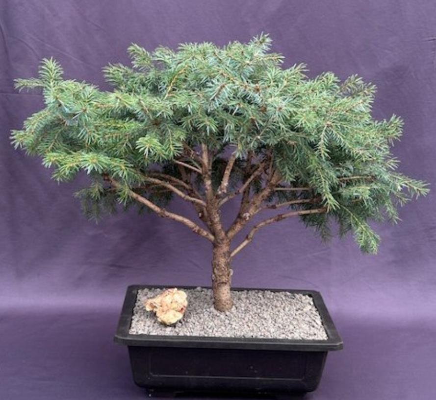 Serbian Spruce Bonsai Tree Picea Omorika Nana Outdoor Evergreen  21