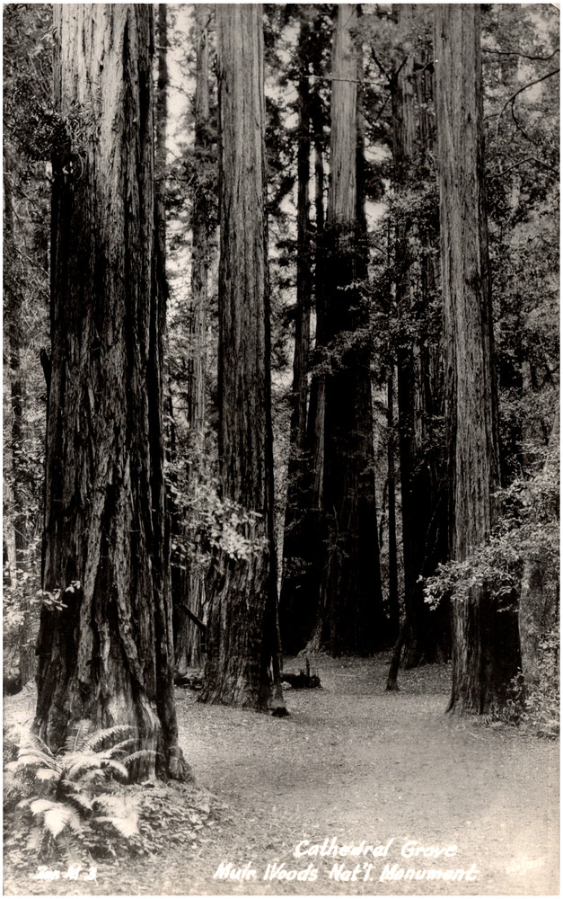 Cathedral Grove at Muir Woods National Monument California 1950s RPPC Postcard