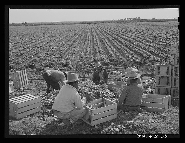 Photo:Yuma County Arizona 1942 Lettuce Sorting Packing Field Workers