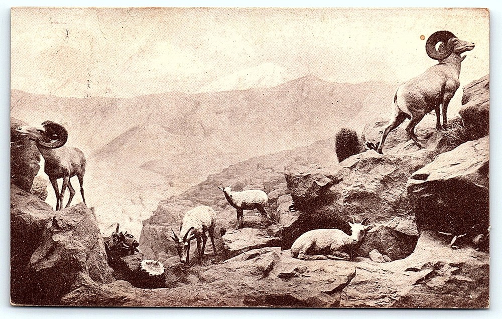 Postcard MUSEUM OF THE CALIFORNIA ACADEMY OF SCIENCES GOLDEN GATE-image