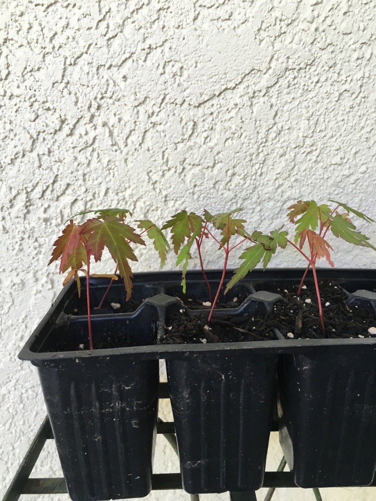 A Dozen  1 
