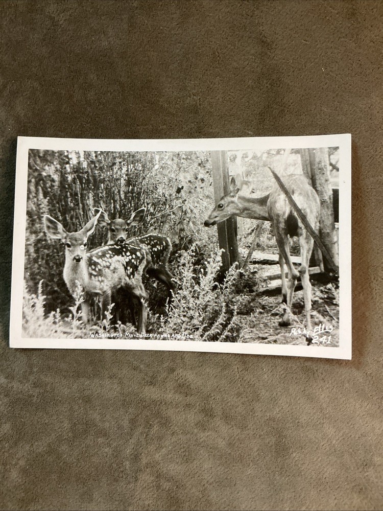 Vintage Real Photo Postcard Washington Mule Deer Fawn And Doe Ellis