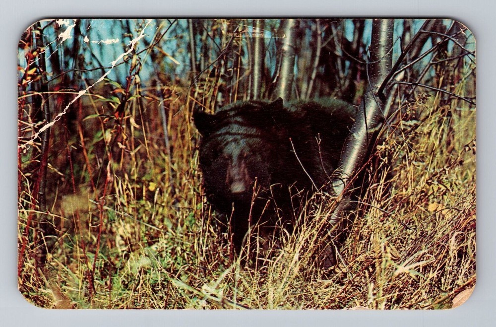 Scenic Greetings From Turtle Flambeau Flowage Black Bear Vintage Postcard