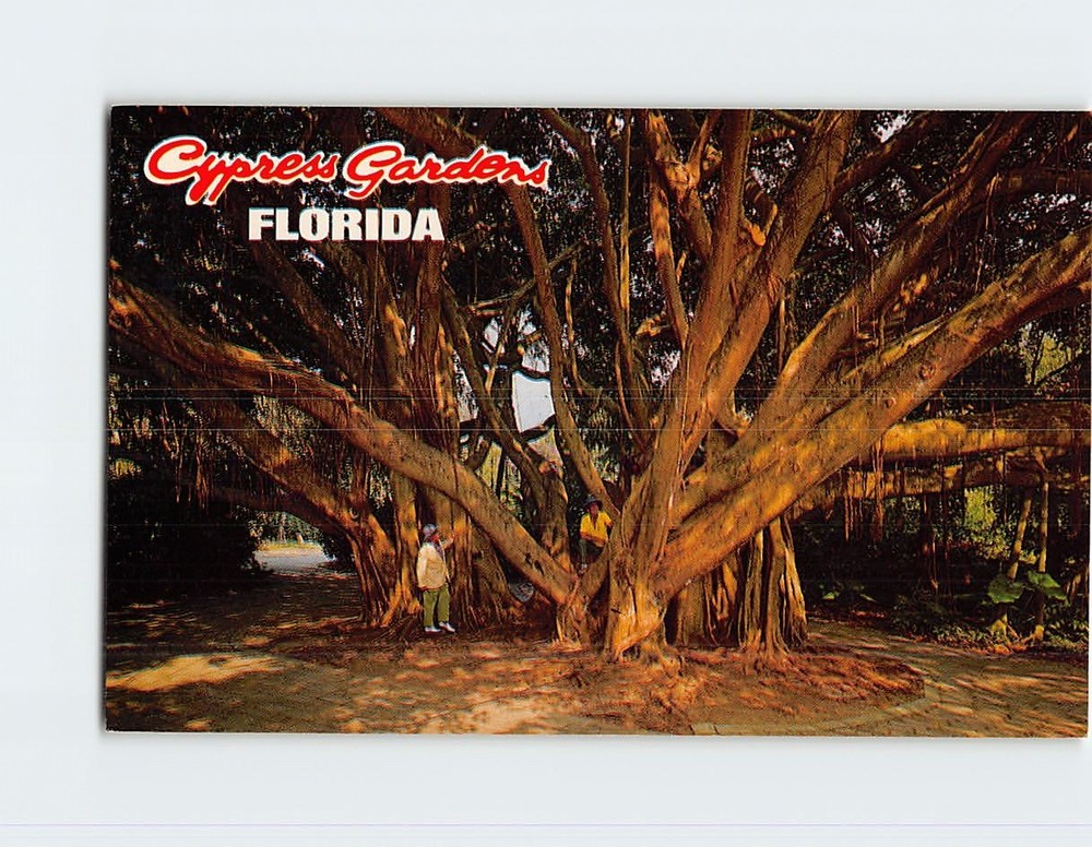 Postcard A Banyan Tree in Cypress Gardens Florida USA