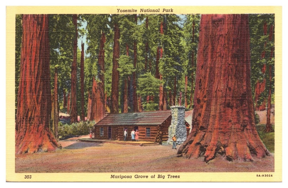 Vintage Yosemite Mariposa Grove Big Trees Log Cabin Postcard