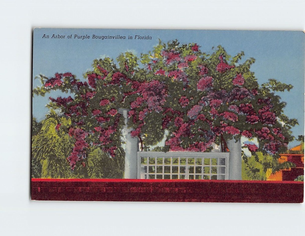 Postcard An Arbor of Purple Bougainvillea in Florida USA