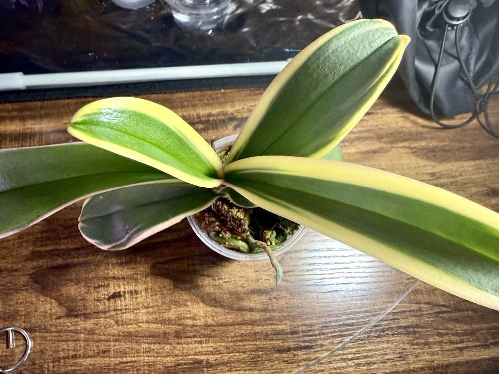 Variegated Pink Phalaenopsis Orchid