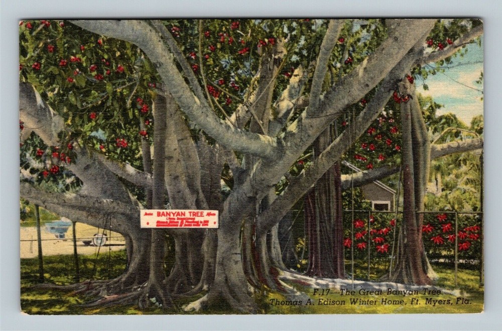 Fort Myers FL, Banyan Tree, Thomas Edison Home, Florida Vintage Postcard