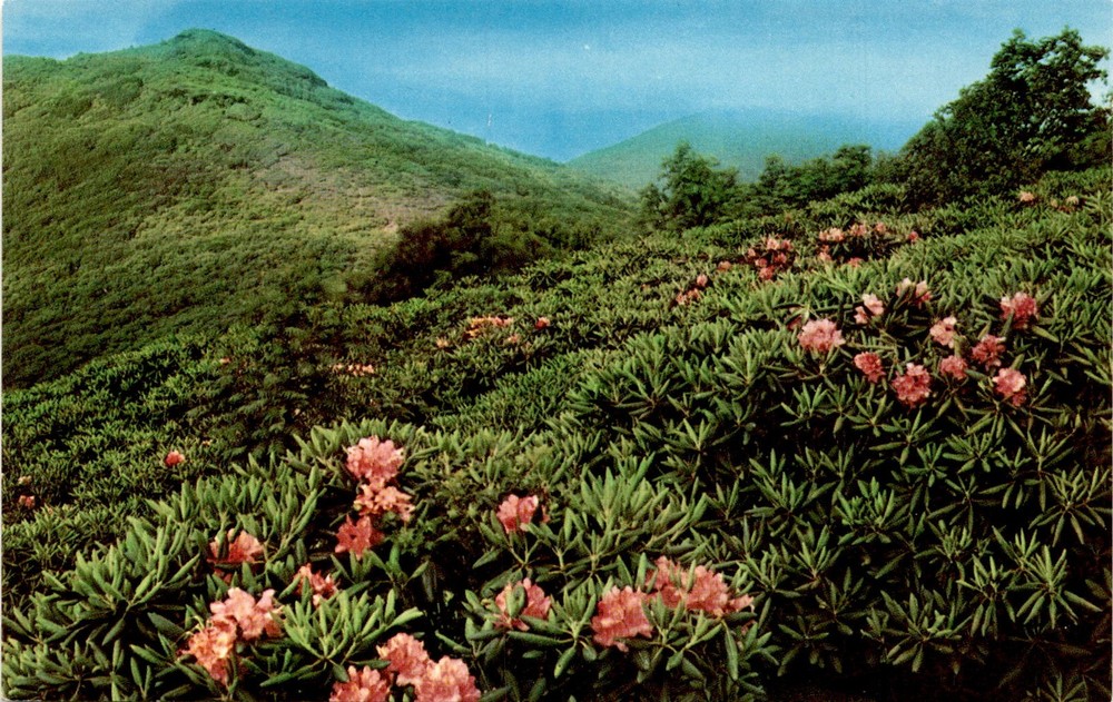 KD-34, Mountain View, Purple Rhododendron, Catawbiense, Asheville Postcard