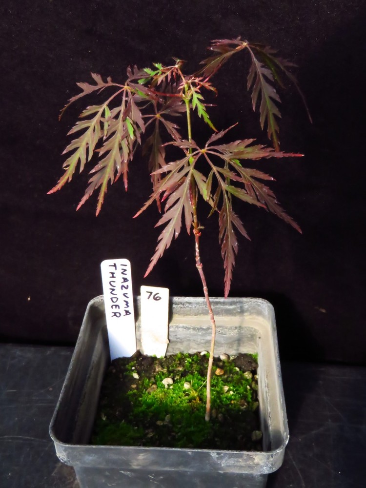 Seed-Grown Acer Palmatum 'Inazuma Thunder' Laceleaf Japanese Maple Tree 8.5
