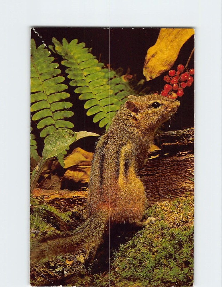 Postcard Chipmunk Litchfield Nature Center & Museum Litchfield Connecticut USA