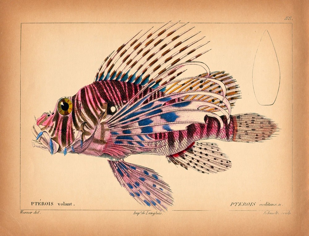 8478.Decoration Poster.Home Room wall interior art design.Flying Fish.School art