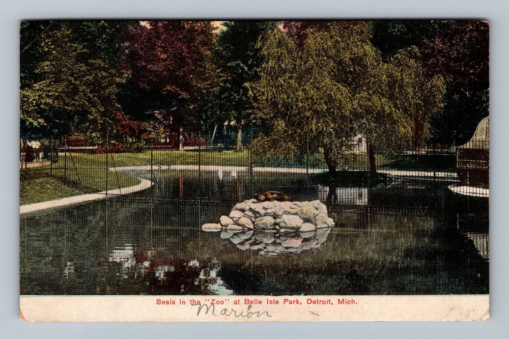 Detroit MI Michigan Seals in Zoo at Belle Isle Park Vintage Postcard