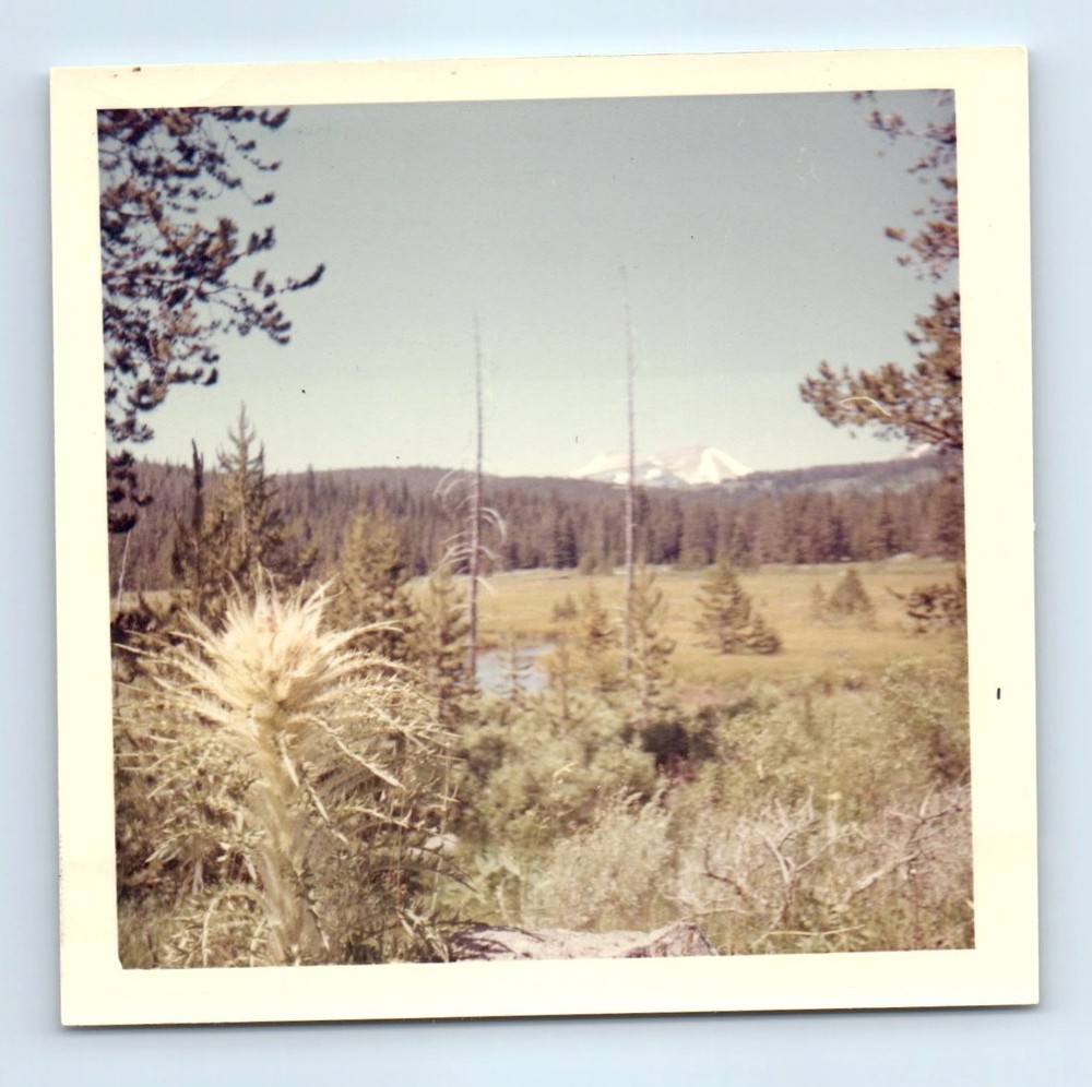 Old Vintage Square Color Photo MOUNTAIN LANDSCAPE FOREST TREES PLANTS PIC