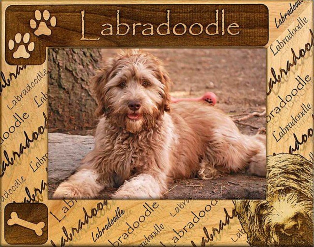Labradoodle Laser Engraved Wood Picture Frame (4 x 6)