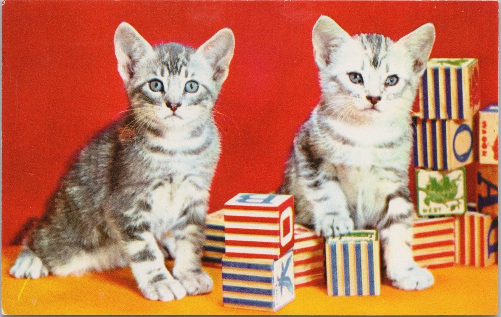Animal~Two Gray Kittens Standing Next To Lettered Blocks~Vintage Postcard