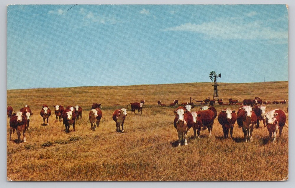 Postcard White Face Herefords the Beef Cattle