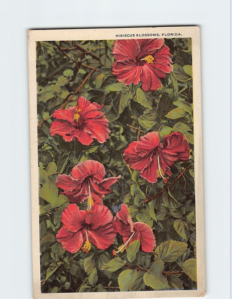 Postcard Hibiscus Blossoms Florida USA