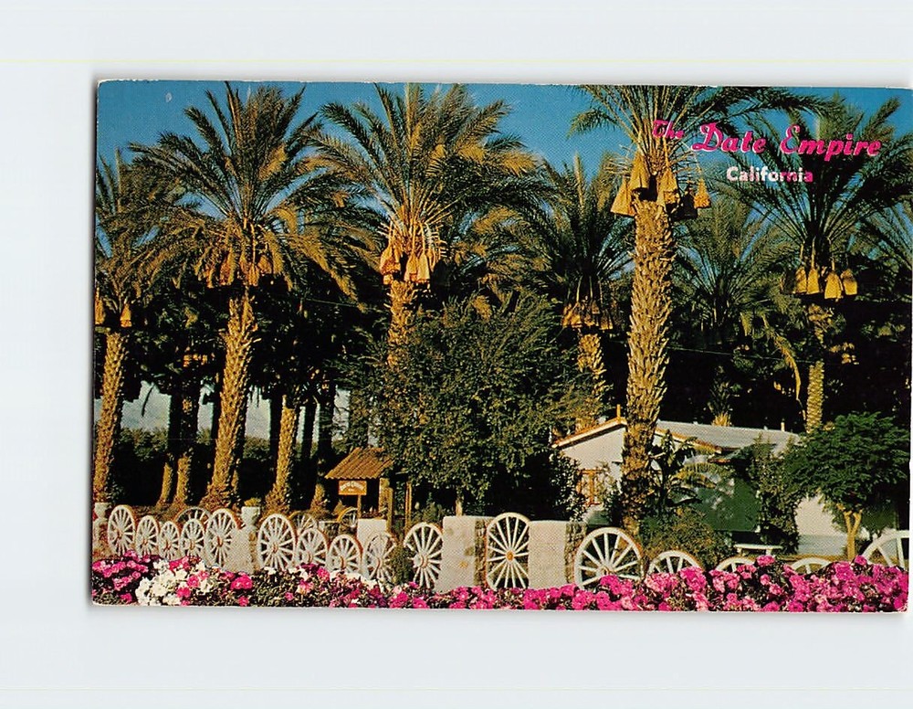 Postcard Coachella Valley Date Grove Indio California