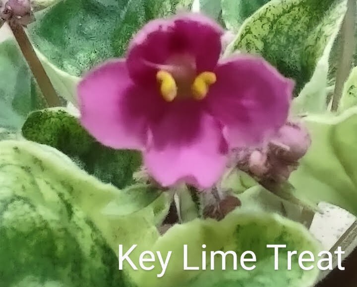 African Violet LEAF POT - KEY LIME TREAT