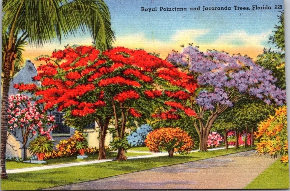 Vintage Linen Postcard Royal Poinciana Jacaranda Trees Florida Tropical Flowers