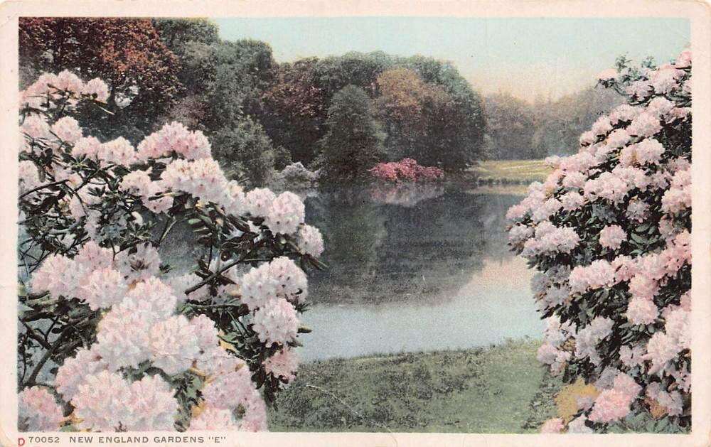 New England Gardens Botanical Pink Flower Rhododendron Colonial Vtg Postcard A45