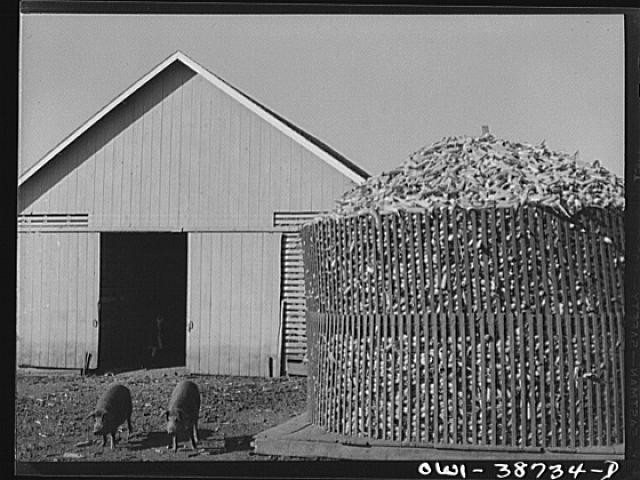 Photo:Iowa Corn Crib with Hogs ca 1940 Farm Scene