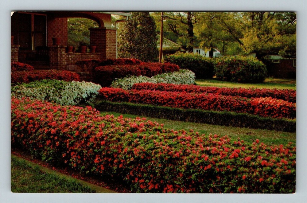 McComb MS-Mississippi, Annual Lighted Azalea Trail, Vintage Postcard