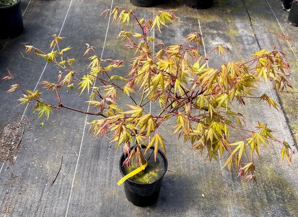 Acer palmatum 'Aka shigitatsu sawa' (Aka shigitatsu sawa Japanese Maple)-image